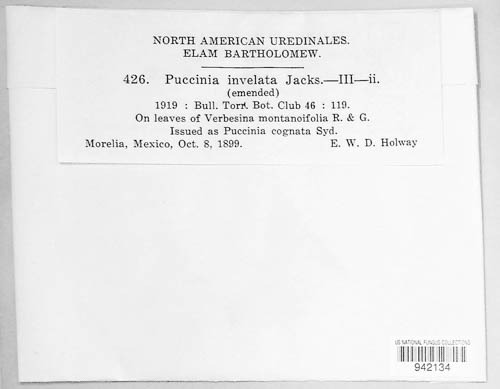 Puccinia invelata image